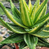 Golden Toothed Aloe - Aloe nobilis variegata