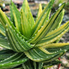 Golden Toothed Aloe - Aloe nobilis variegata