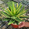 Golden Toothed Aloe - Aloe nobilis variegata