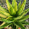 Golden Toothed Aloe - Aloe nobilis variegata