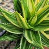 Golden Toothed Aloe - Aloe nobilis variegata