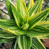 Golden Toothed Aloe - Aloe nobilis variegata