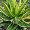 Golden Toothed Aloe - Aloe nobilis variegata