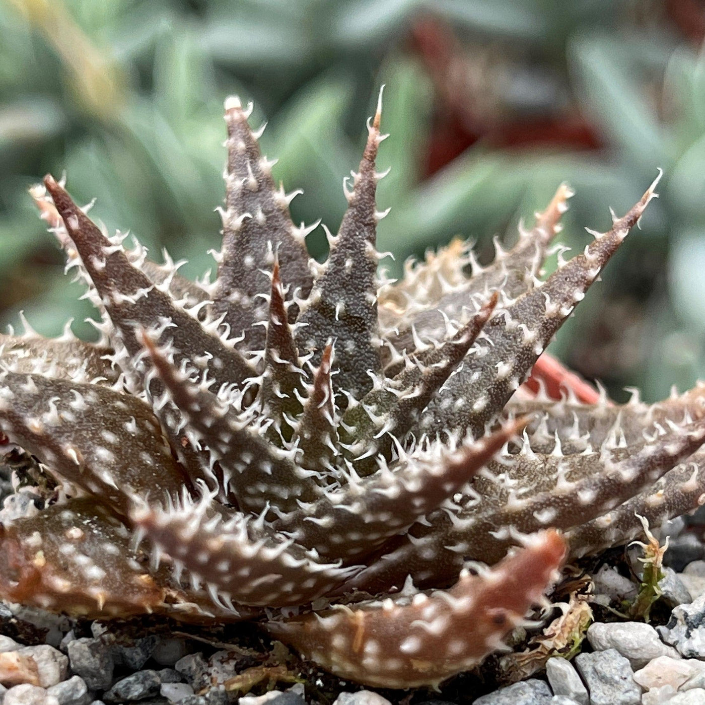 pepper in aloe vera plant Buy Aloe Pepe | Attractive Dwarf Succulent
