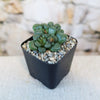 Aloiinopsis schooneesii, a small green succulent with rounded leaves, in a black square pot with pebbles, against a soft stone background.