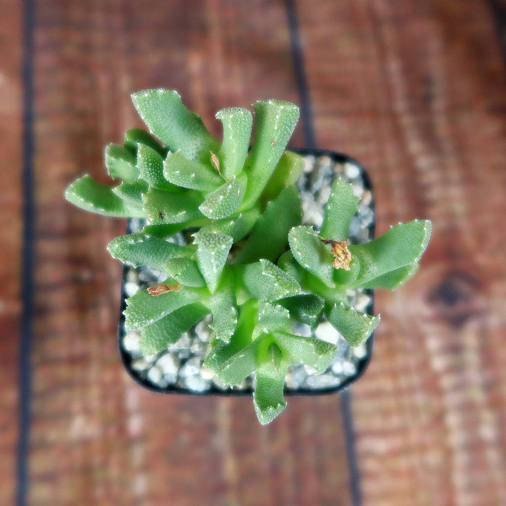 Aloinopsis setifera
