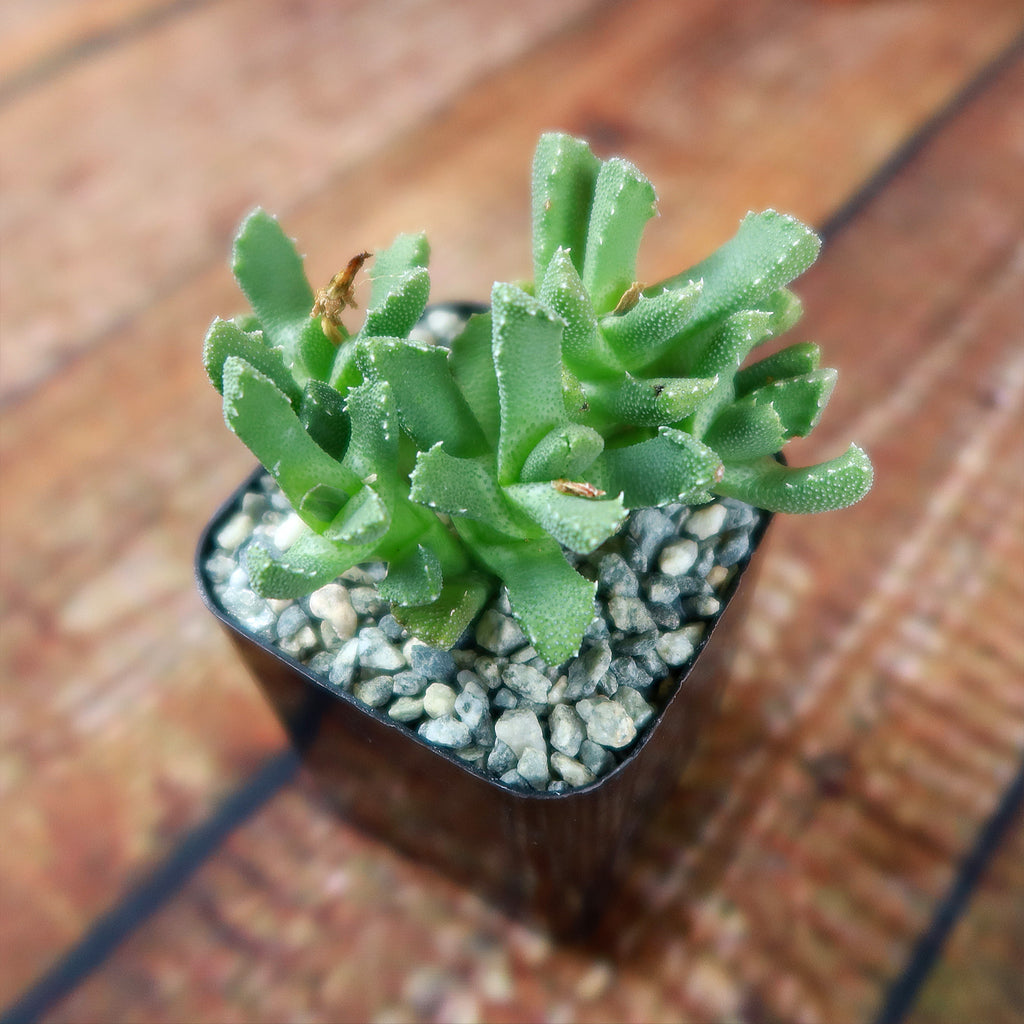Aloinopsis setifera