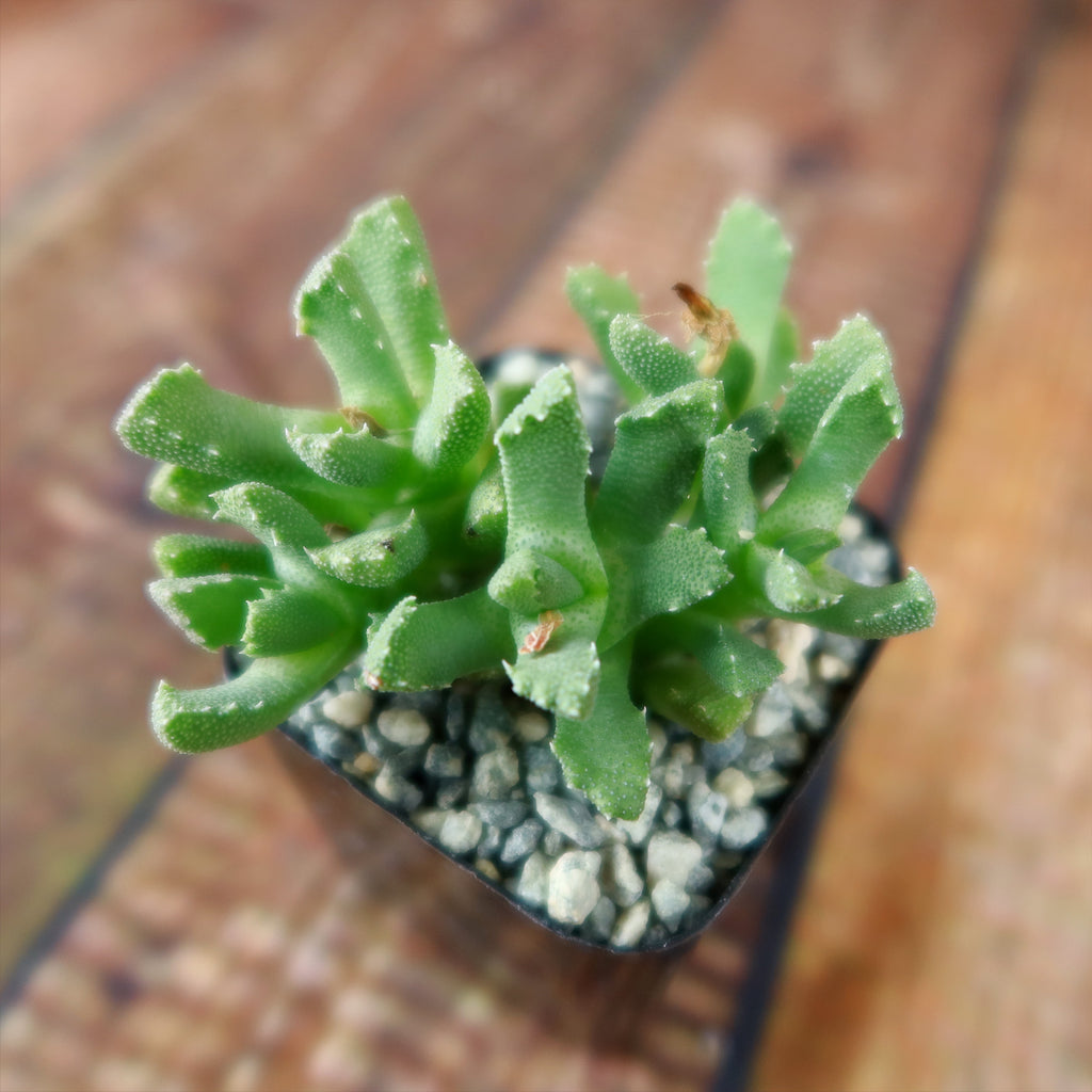 Aloinopsis setifera