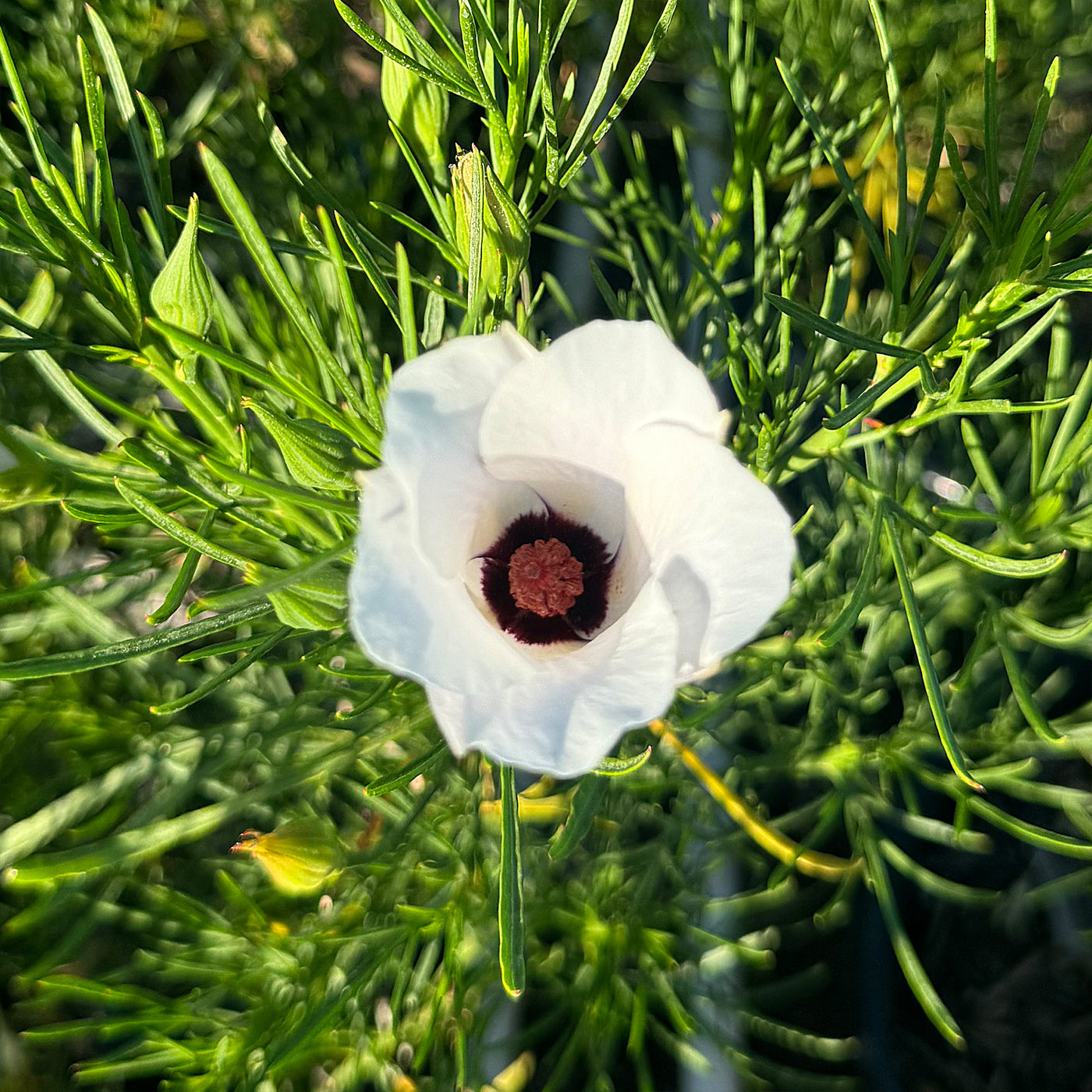 Australian Native Hibiscus ‘Alyogyne hakeifolia’