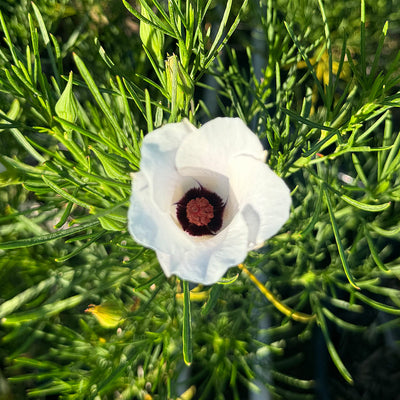Australian Native Hibiscus ‘Alyogyne hakeifolia’