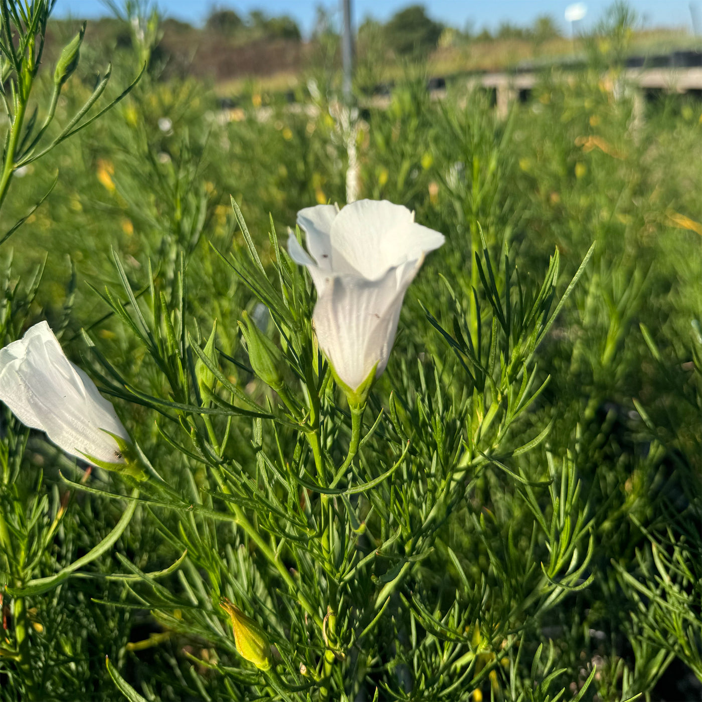 Australian Native Hibiscus ‘Alyogyne hakeifolia’