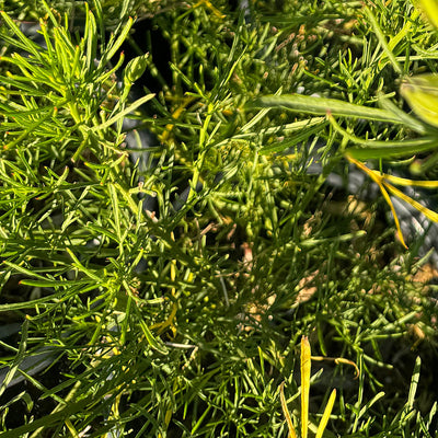 Australian Native Hibiscus ‘Alyogyne hakeifolia’