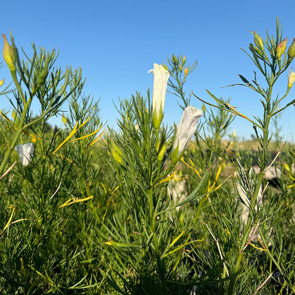 Australian Native Hibiscus ‘Alyogyne hakeifolia’