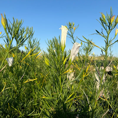 Australian Native Hibiscus ‘Alyogyne hakeifolia’