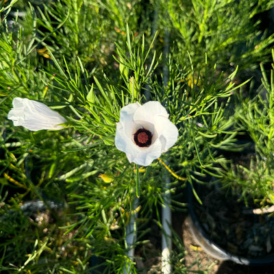 Australian Native Hibiscus ‘Alyogyne hakeifolia’