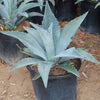 Century Plant - Agave Americana