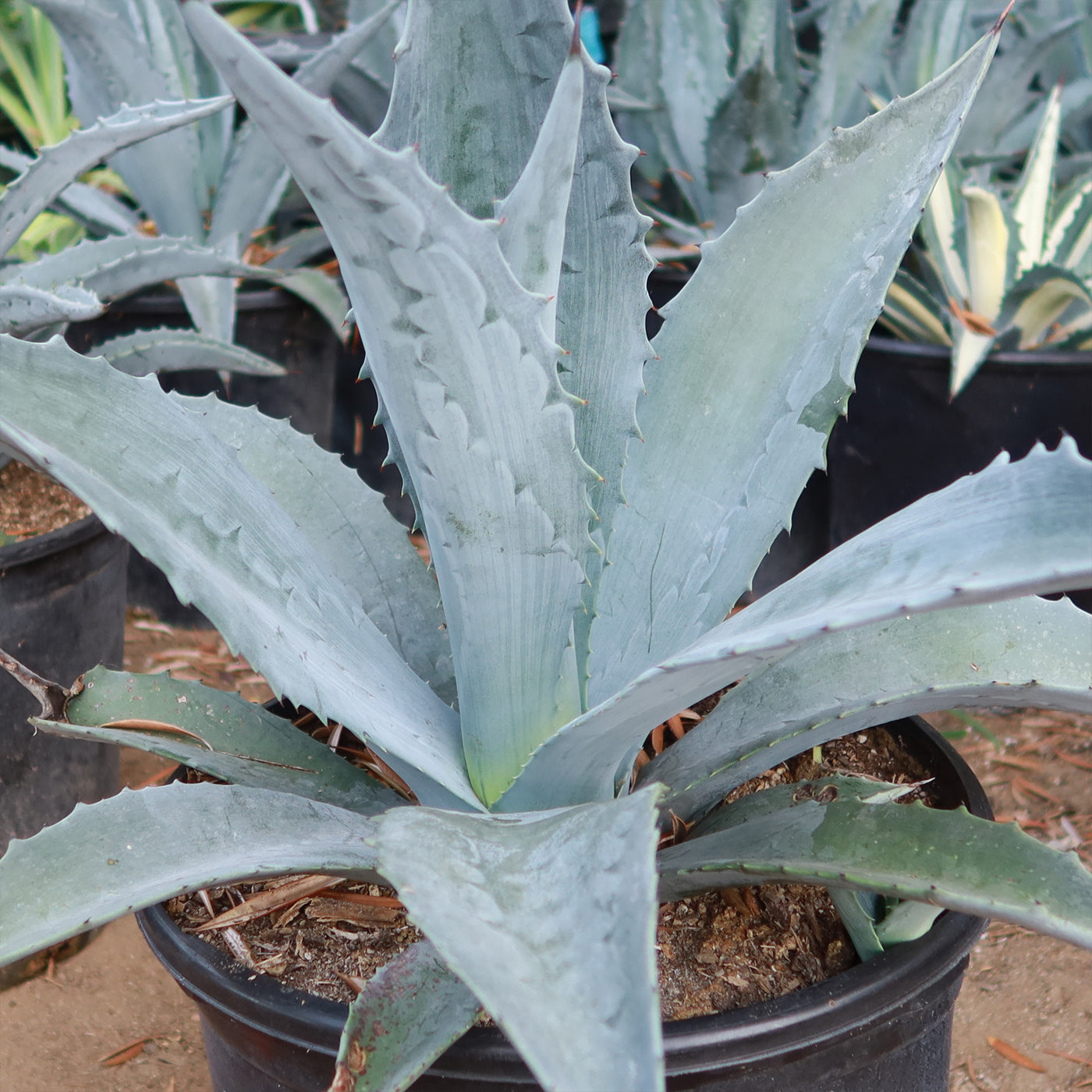 Shop Century Plant Agave Americana Care And Growing Guide Planet shop-century-plant-agave-americana-care-and-growing-guide-planet