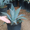 Century Plant - Agave Americana