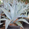 Century Plant - Agave Americana