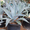 Century Plant - Agave Americana