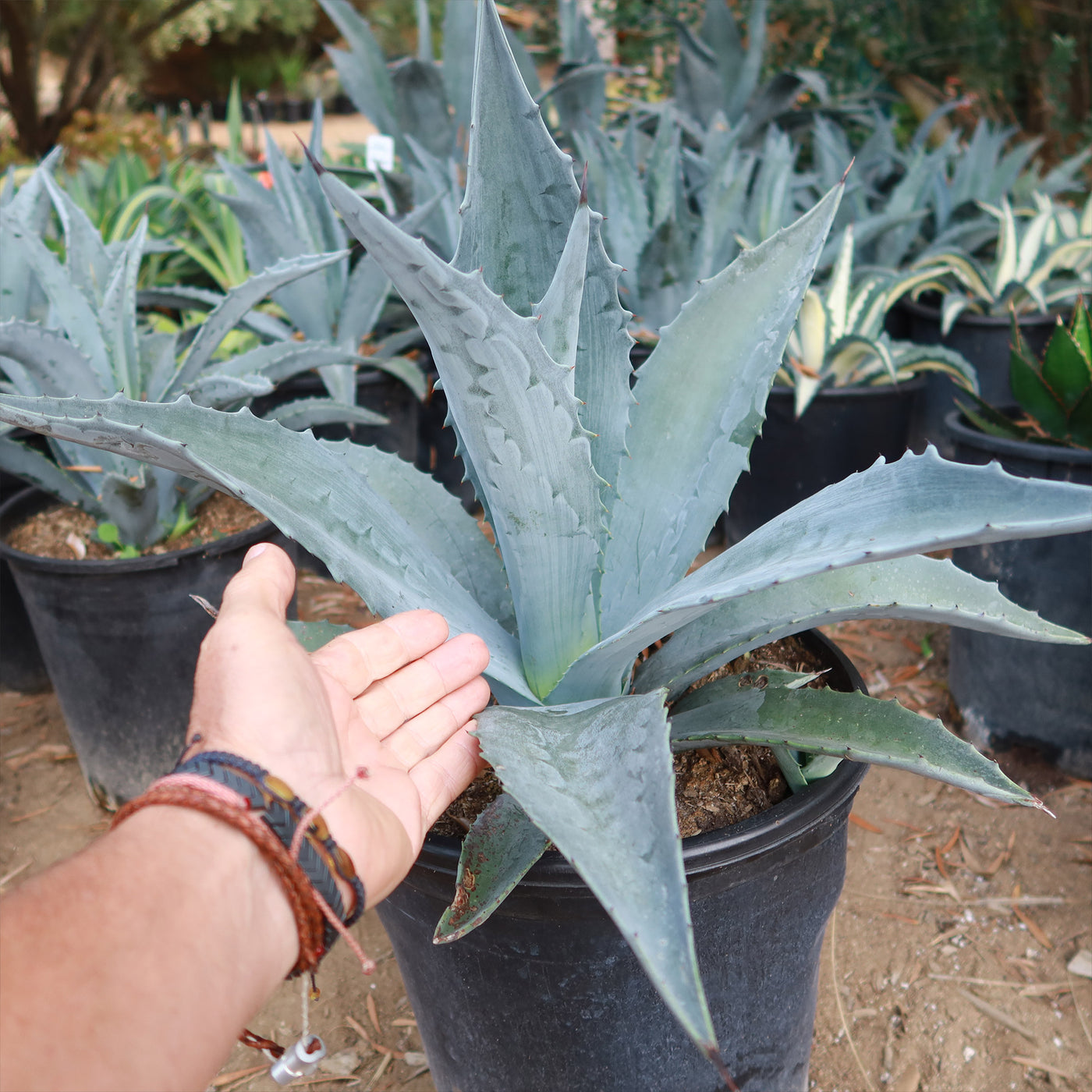 Shop Century Plant Agave Americana Care And Growing Guide Planet shop-century-plant-agave-americana-care-and-growing-guide-planet