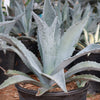 Century Plant - Agave Americana