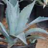 Century Plant - Agave Americana