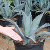 Century Plant - Agave Americana