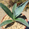 Blue agave - Agave Tequilana &