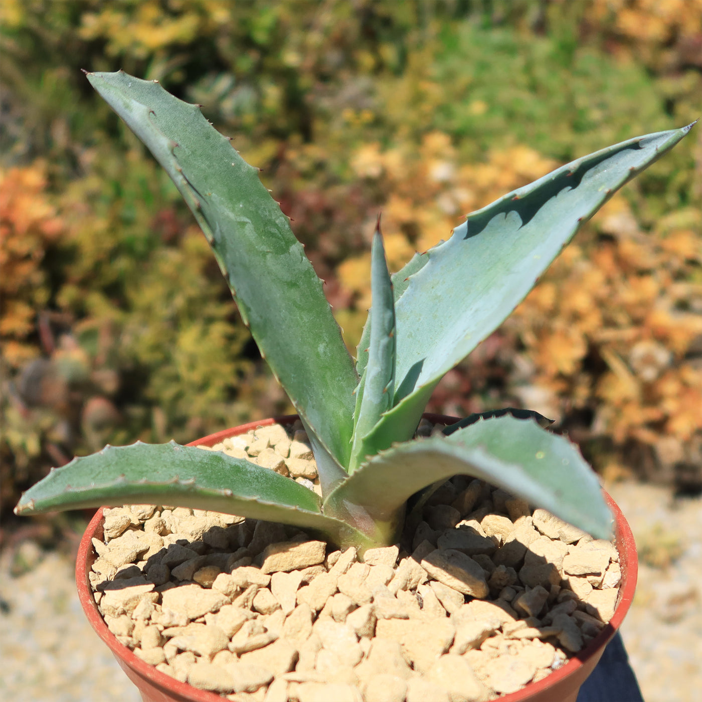 Century Plant - Agave Americana