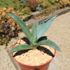 Century Plant - Agave Americana