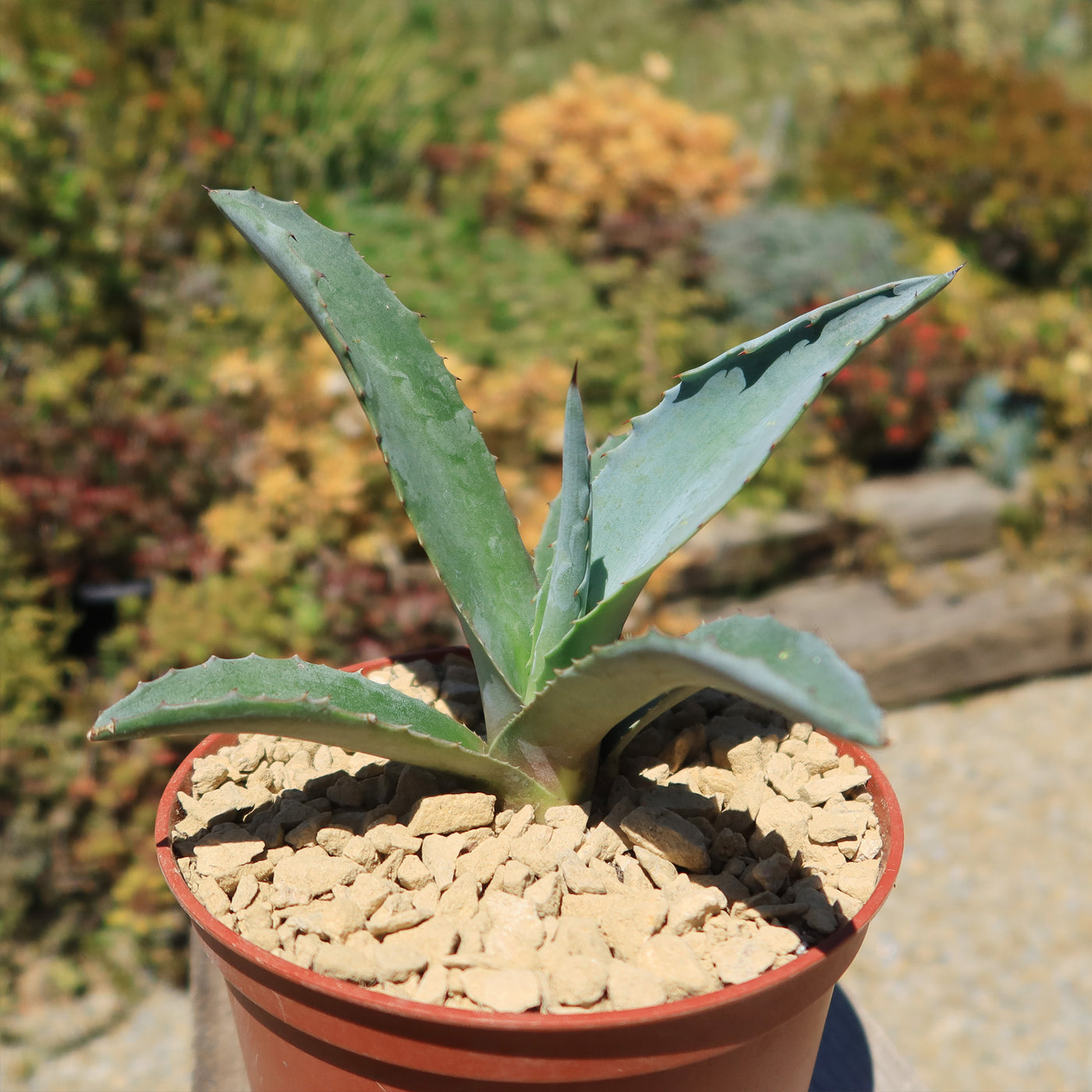 century succulent plant Shop 'Century Plant - Agave Americana' Care and Growing Guide