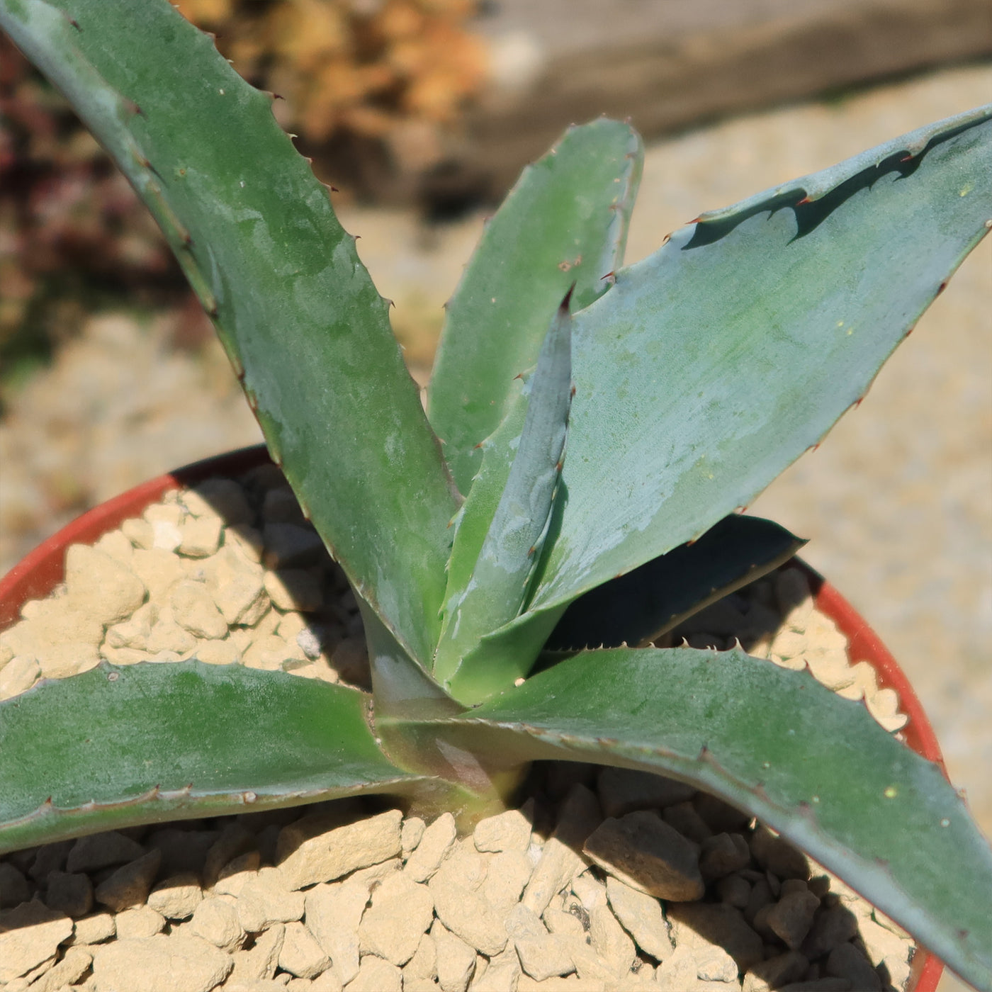rare agave americana century plant succulent exotic maguey aloe seed Shop 'Century Plant - Agave Americana' Care and Growing Guide