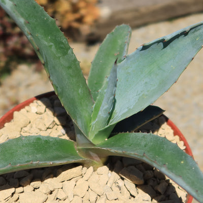 Century Plant - Agave Americana