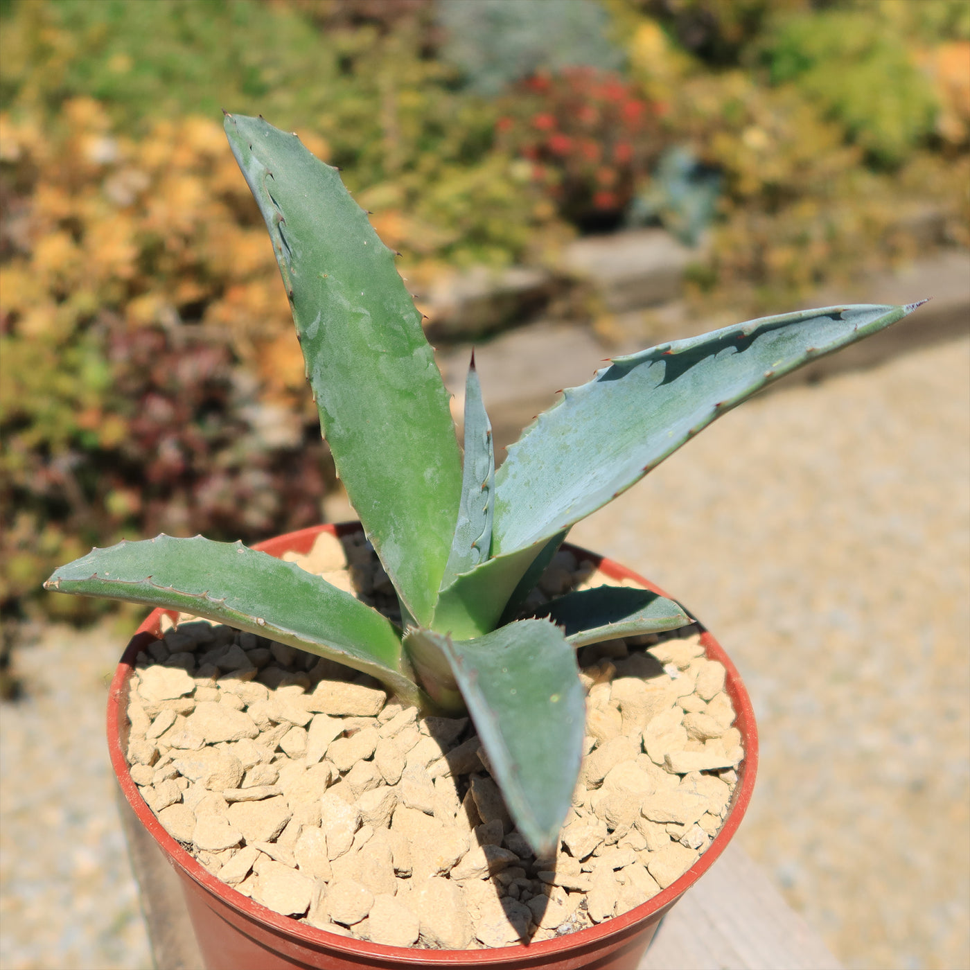 Century Plant - Agave Americana