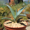 Century Plant - Agave Americana