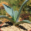 Blue agave - Agave Tequilana &