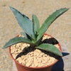 Century Plant - Agave Americana