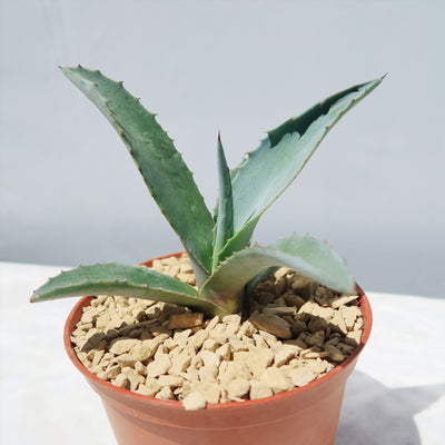 century plant vs aloe vera Shop 'Century Plant - Agave Americana' Care and Growing Guide