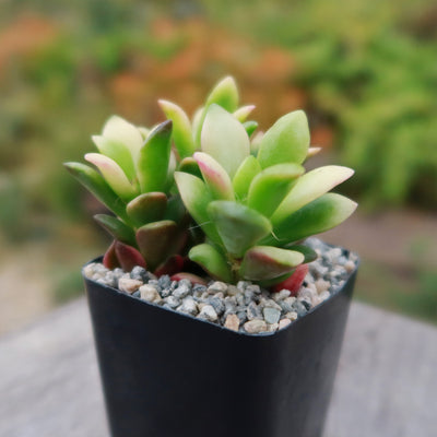 succulent anacampseros Anacampseros telephiastrum variegata 2" Pot