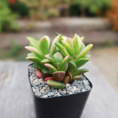 anacampseros succulent Anacampseros telephiastrum variegata 2" Pot