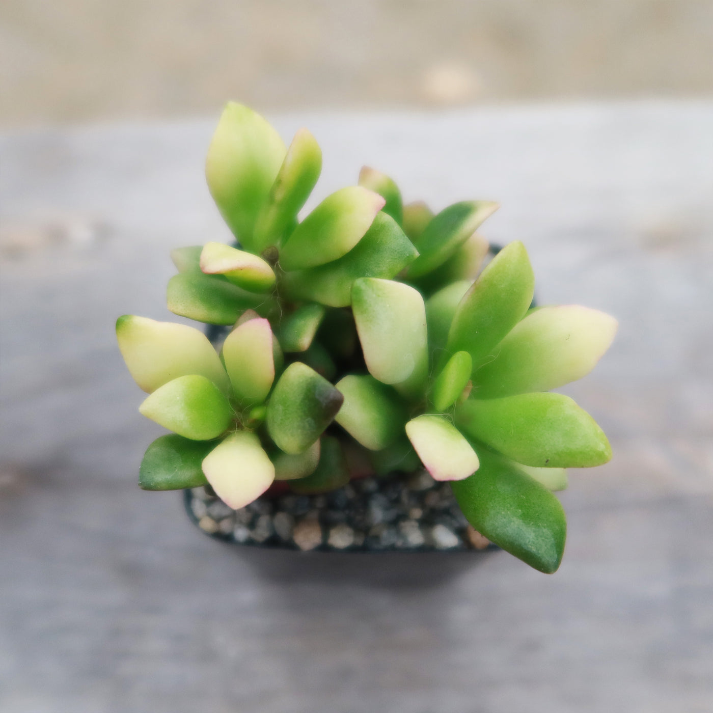 sunrise succulent plant Anacampseros telephiastrum variegata 2" Pot