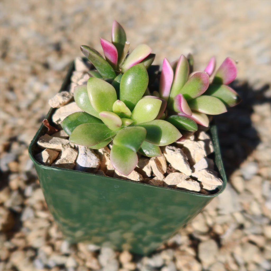 Anacampseros telephiastrum variegata