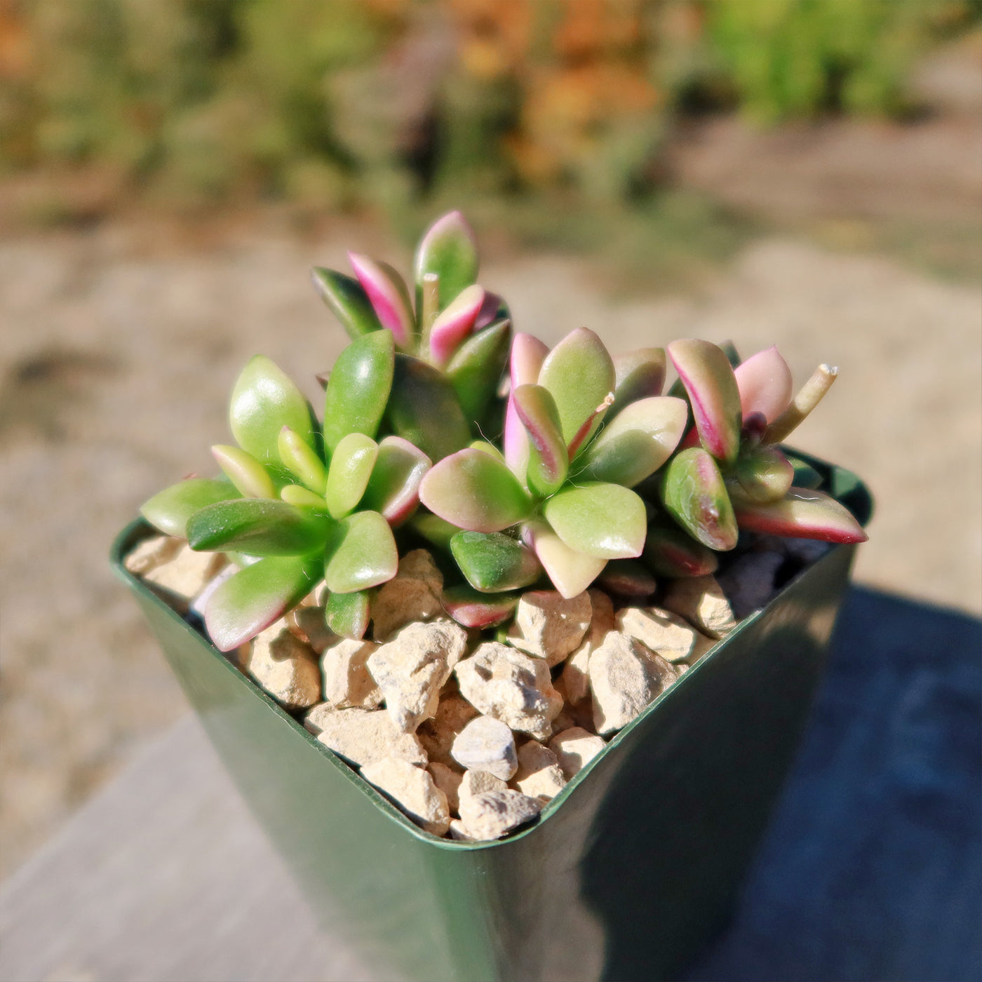 anacampseros succulent Buy Anacampseros Telephiastrum Variegata
