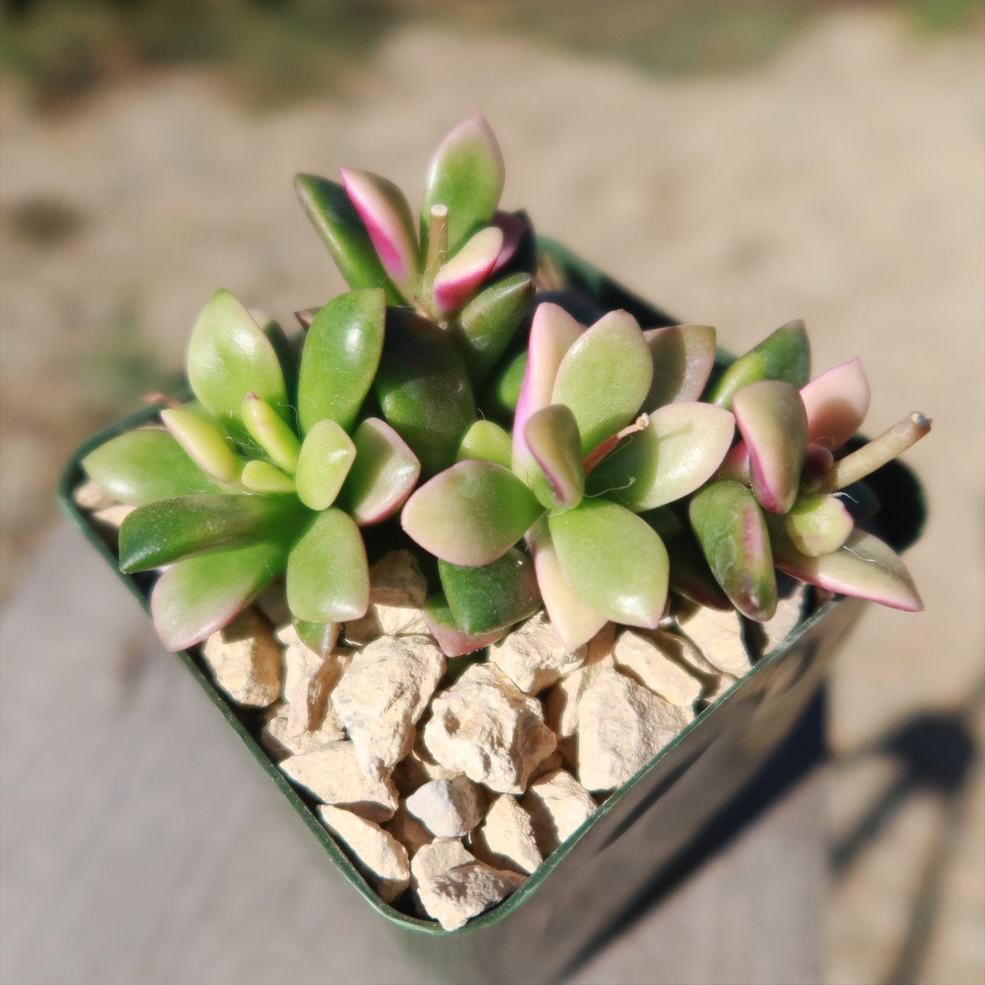 Anacampseros telephiastrum variegata