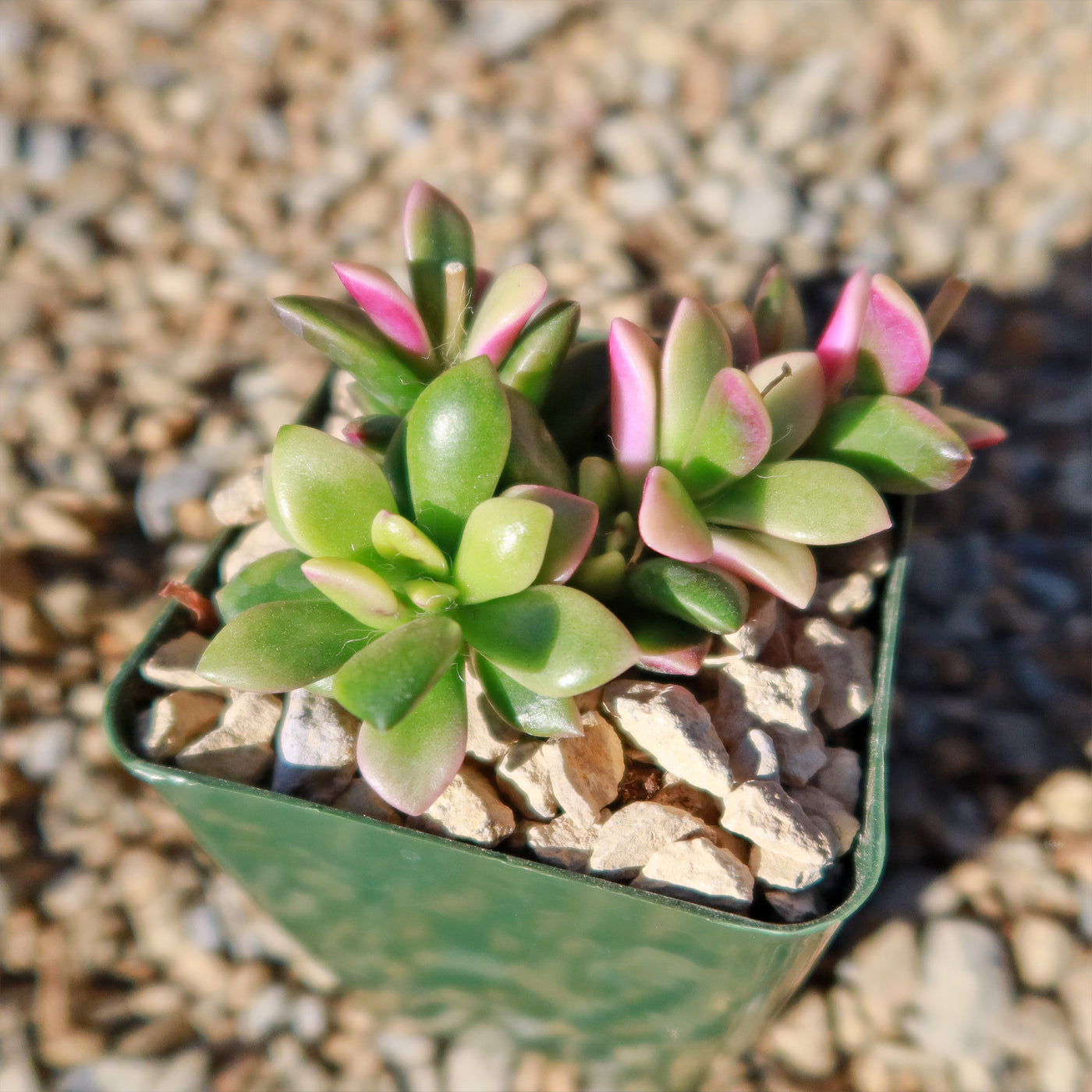 Anacampseros telephiastrum variegata