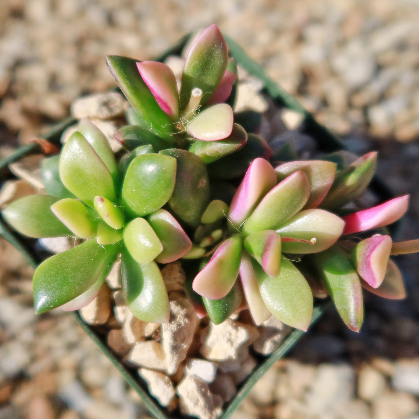 Anacampseros telephiastrum variegata