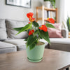 Orange Anthurium Plant – Anthurium andraeanum ‘Orange’