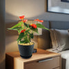 Orange Anthurium Plant – Anthurium andraeanum ‘Orange’