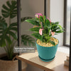 Purple Anthurium Zizou Plant